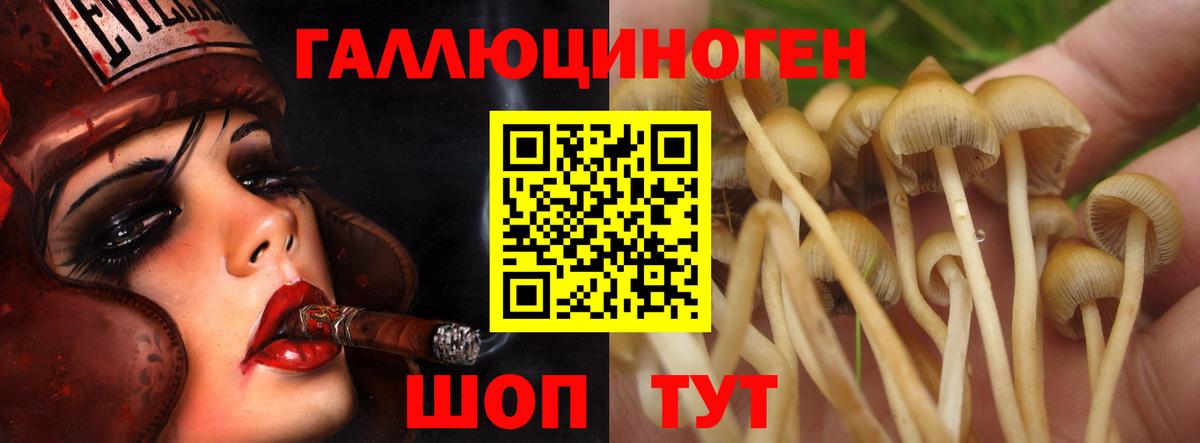 Лениногорск  Галлюциногенные грибы Psilocybine cubensis  где найти наркотики  Вход с VPN 